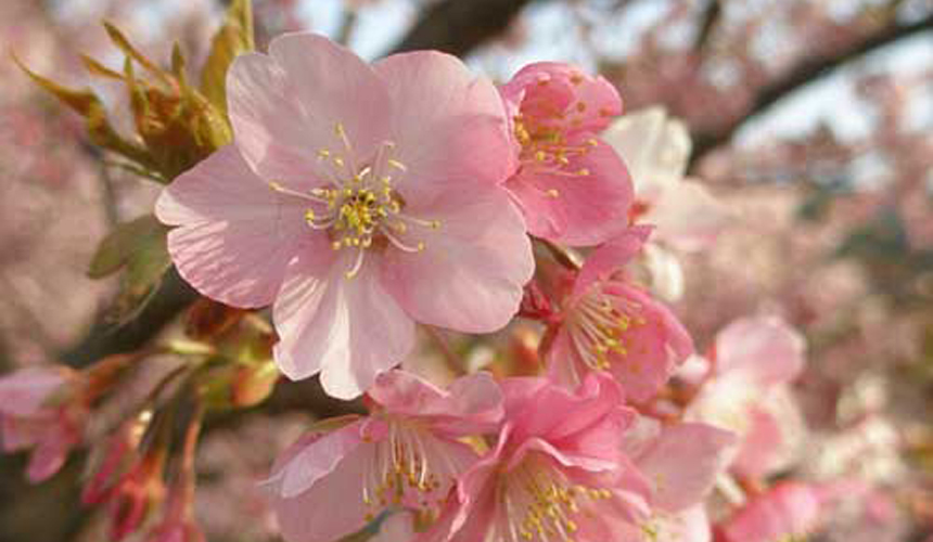 sakurakawadu