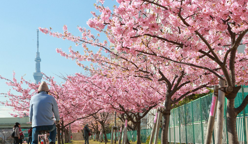sakurakawaduskytree