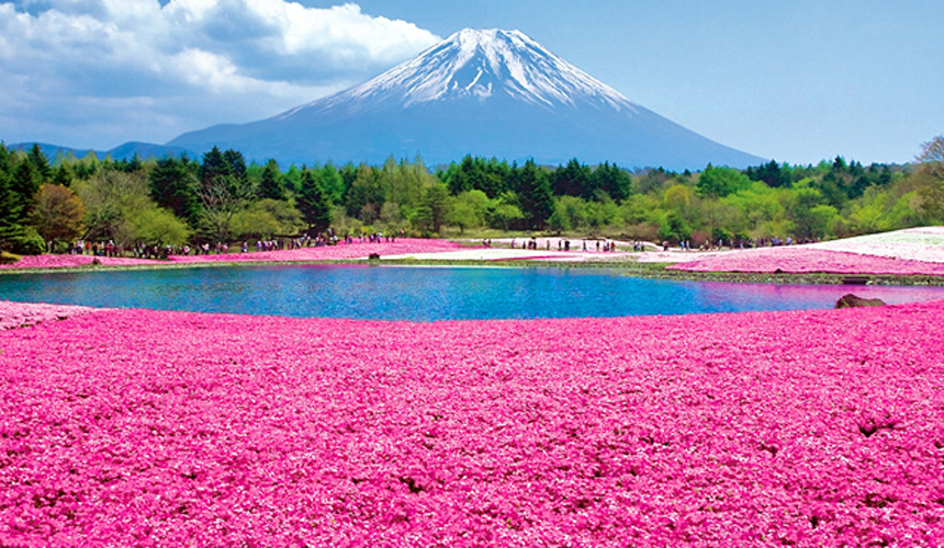 sakurashibafuji