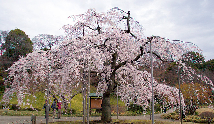 sakurashidarekoishi