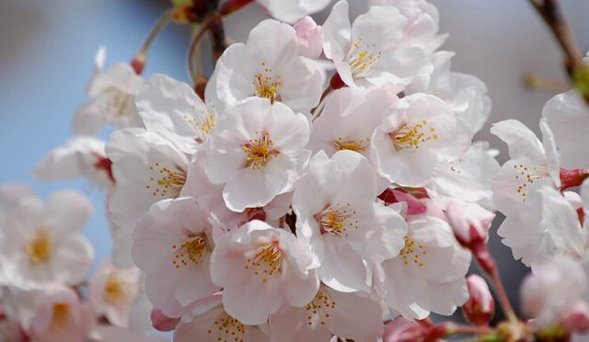 sakurasomei1