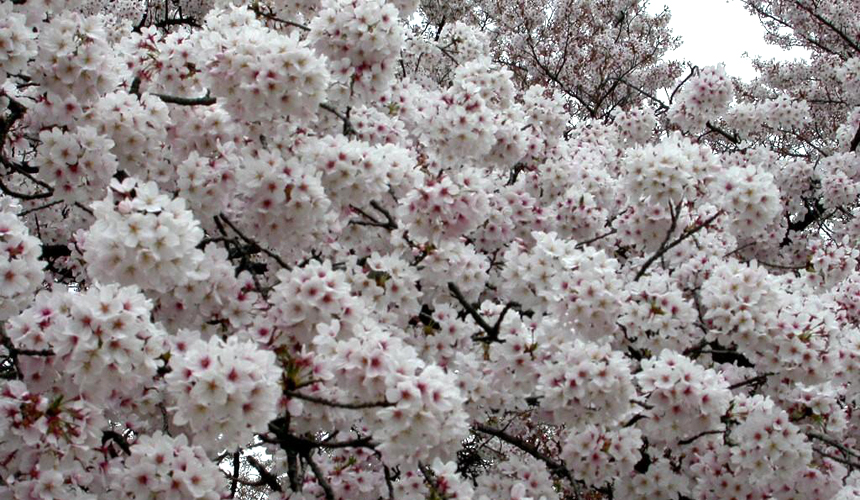 sakurasomei2