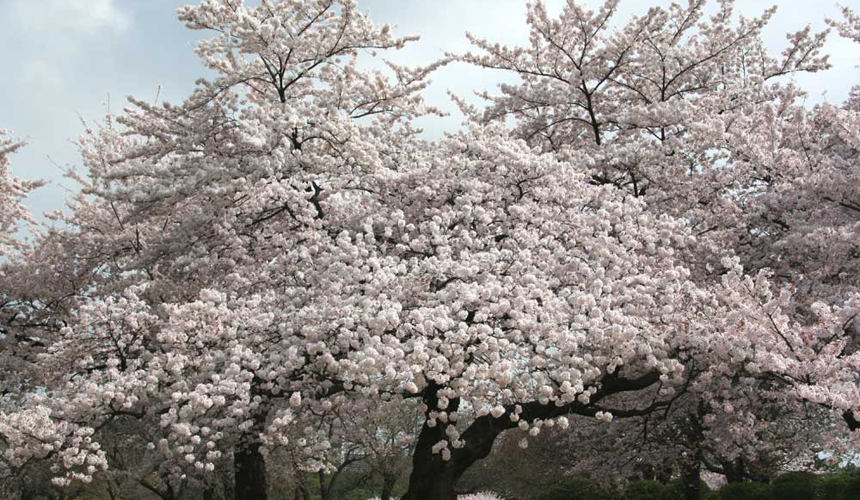 sakurasomeishinjuku
