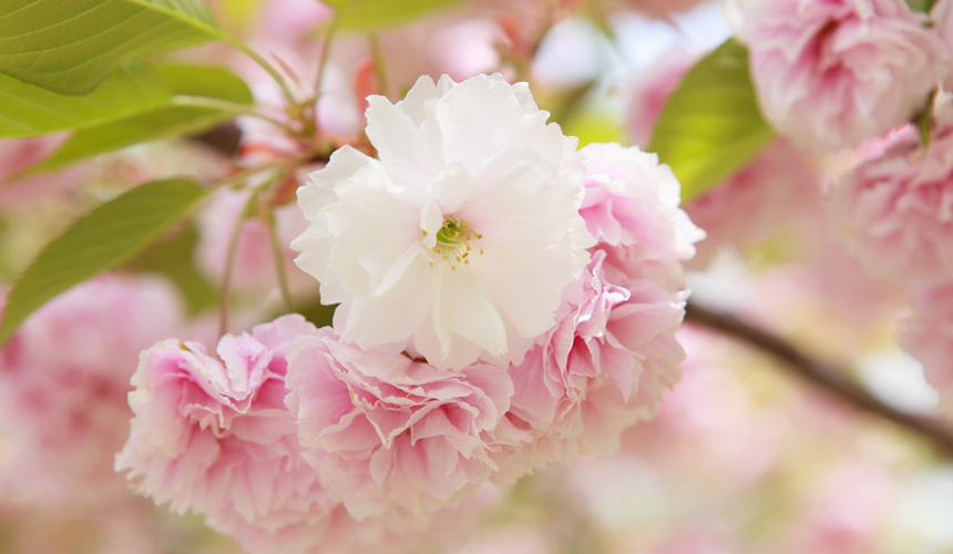 sakurayae1