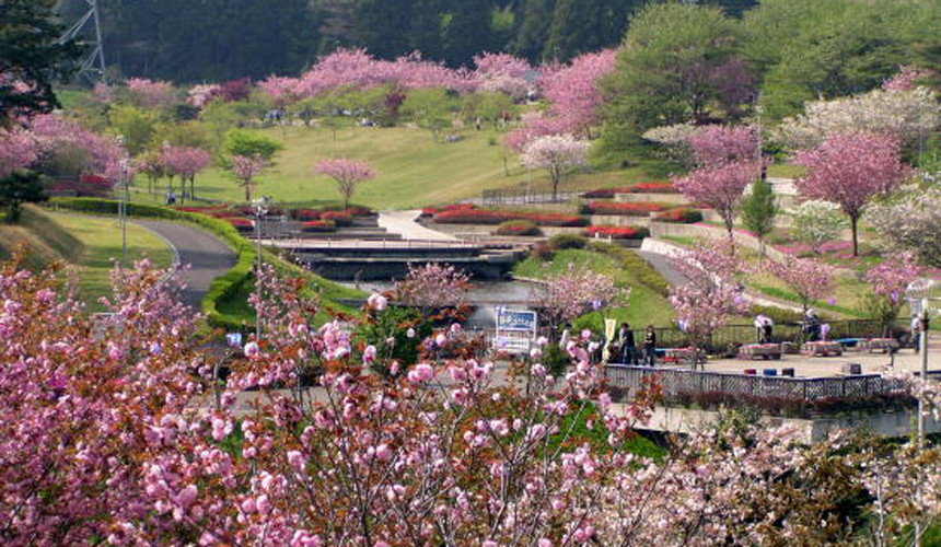 sakurayaematsuri